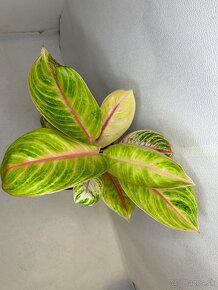 Aglaonema pink Parakeet - 2