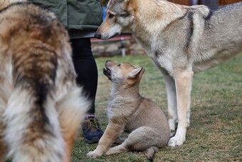 československý vlčiak s PP - CALI WOLF VALLEY - 2