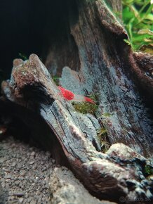 Krevetky neocaridina Red rilli - 2