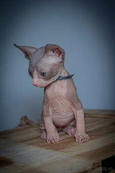 Kanadský Sphynx - 2