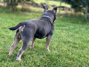 Kritie American Bully Pocket Blue and tan tricolor - 2