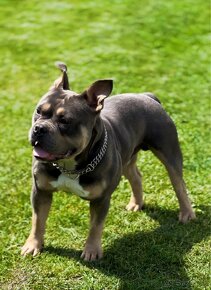 American Bully Pocket Pes - 2