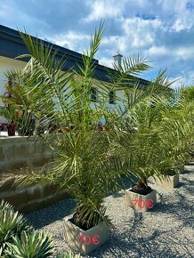 Palma PHOENIX CANARIENSIS (ĎATLOVNÍK KANÁRSKY - 2