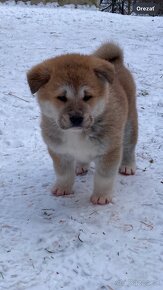 Akita inu - 2