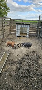 Kune kune - 2