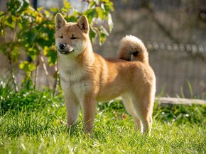 Shiba inu - 2