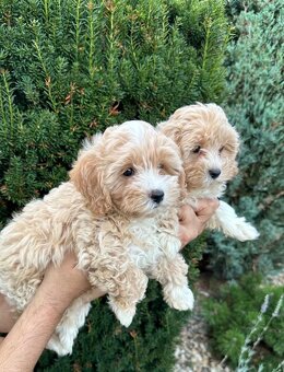 Maltipoo,Pudel,Maltezak - 2