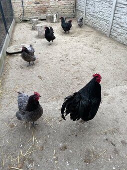 Australorp - 2