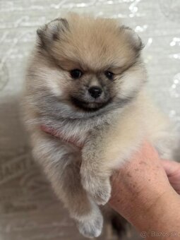 Pomeranian mini - 2