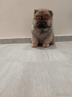 Chow chow - 2