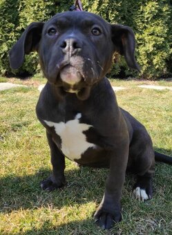 J&K bullys "ponúkame na predaj American bully Xl - 2