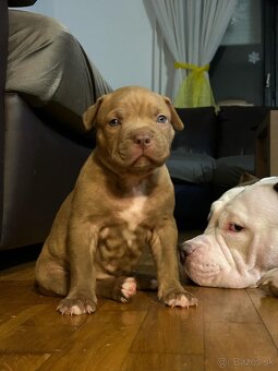 American bully - 2