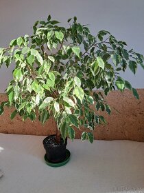 Ficus Benjamina - 2