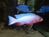 SCIAENOCHROMIS FRYERI REDSNOW - 2