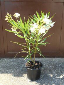 Oleander biely plnokvetý - 2