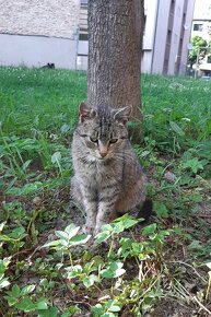 Mačička Máša - 2