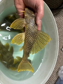 L014 Scobinancistrus aureatus - 2