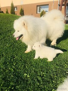 Samojed - 2