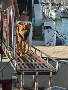 Ponuka na krytie - Shar Pei - 2