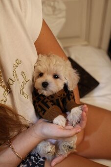 Maltipoo mini - 2