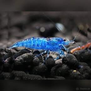 Blue dream (Neocaridina davidi) - Krevetky - 2