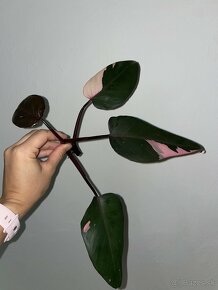 Philodendron pink princess - 2