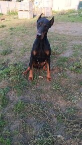 Doberman - 2