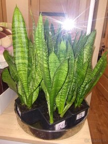 Svokrin jazyk (sansevieria) - 2