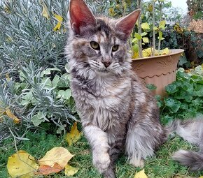 Mainska myvalia, Mainne coon,Mco - 2