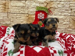 Yor,Yorkshire Terrier,Yorkshirsky terier , Jorksir - 2