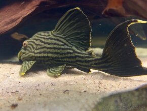 Panaque L190 L027 golden line Pleco - 2