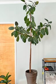 Ficus elastica - 2