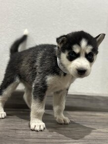 Šteniatka Husky(Čistokrvné) - 2