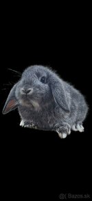 Zakrsli králik - 2
