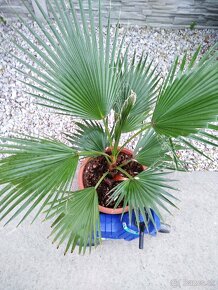 Washingtonia Robusta - rychlorastuca palma - 2