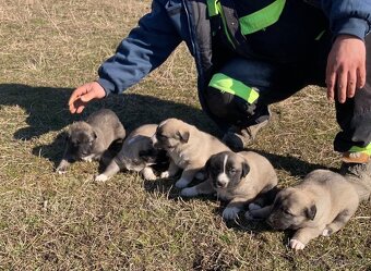 Turecký Kangal - 2