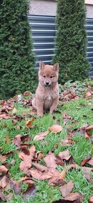 Shiba inu - 2