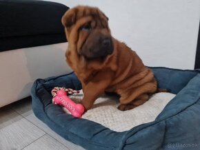 ⭐️SHAR-PEI šteniatko - 2