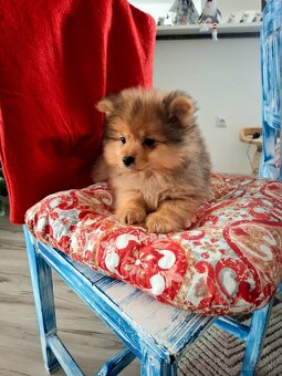 Pomeranian ,špic - 2