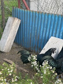 Ayam cemani, austalorpky tohtoročný kohúti - 2