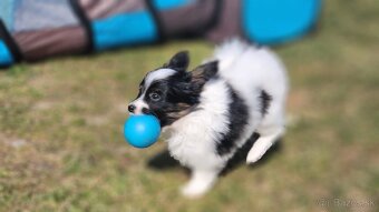 Papillon s PP - psík (malé spoločenské plemeno) - 2