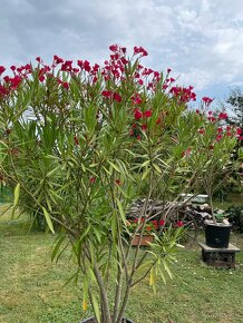 Oleander - 2