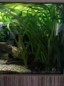 vallisneria gigantea - 2