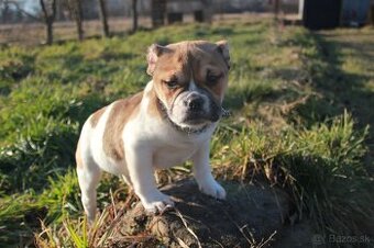 Exotic bully - 2