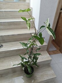 syngonium albo variegata, od 20cm-100cm - 2