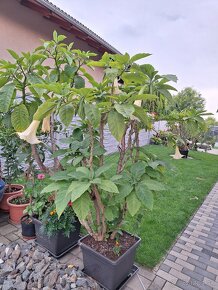 Anjelská trúba - Brugmansia - 2