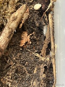 Porcellio leavis Milkback, Rovnakonôžky, Isopods - 2