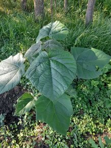 Paulownia stromčeky. - 2