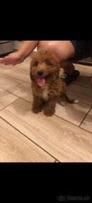 Cavapoo - 2