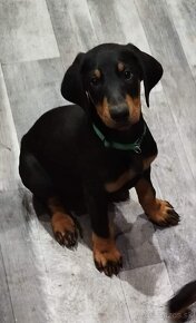 Doberman - 2